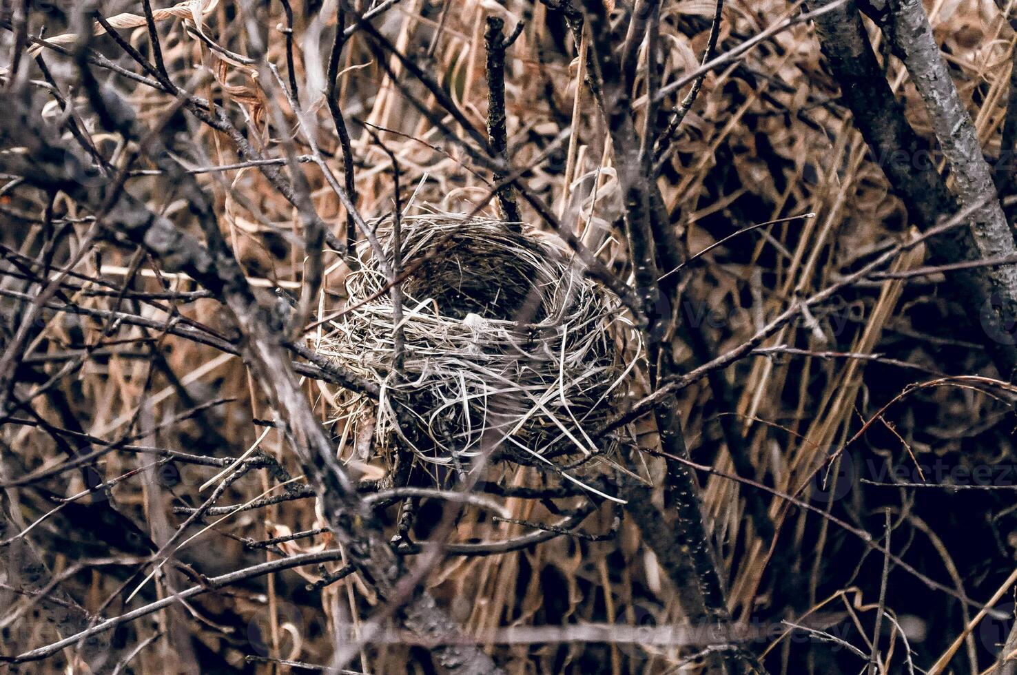 Empty nice small bird nest lies in dry branches tree, close up wildlife photo