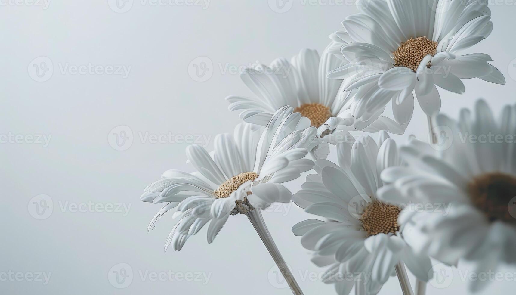 Delicate White Daisies in Soft Light photo
