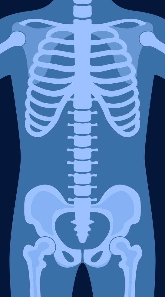 Human skeleton chest x ray image. Torso roentgen shot. Medical analyzing. Anatomical bone medicine laboratory radial scan picture for disease diagnostic health care checkup. illustration. vector