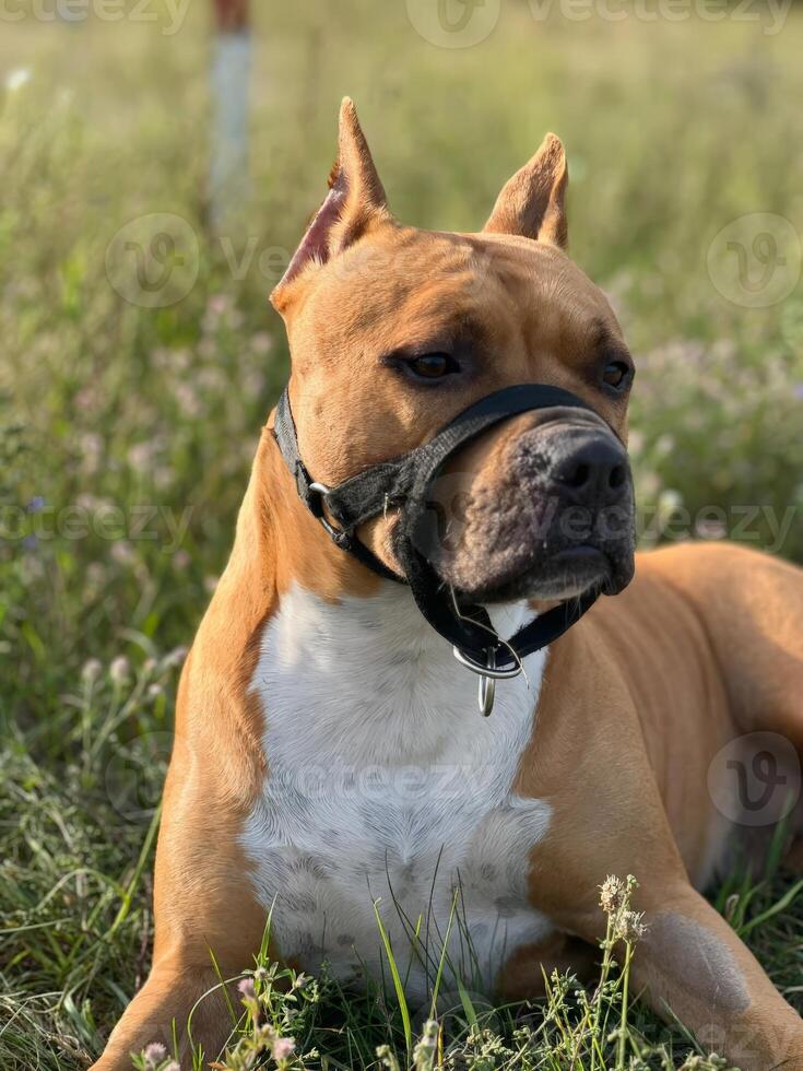 A proud dog sits in a grassy field, displaying its happy expression and strong build. The soft fur shines in the light, exuding energy and vitality. photo