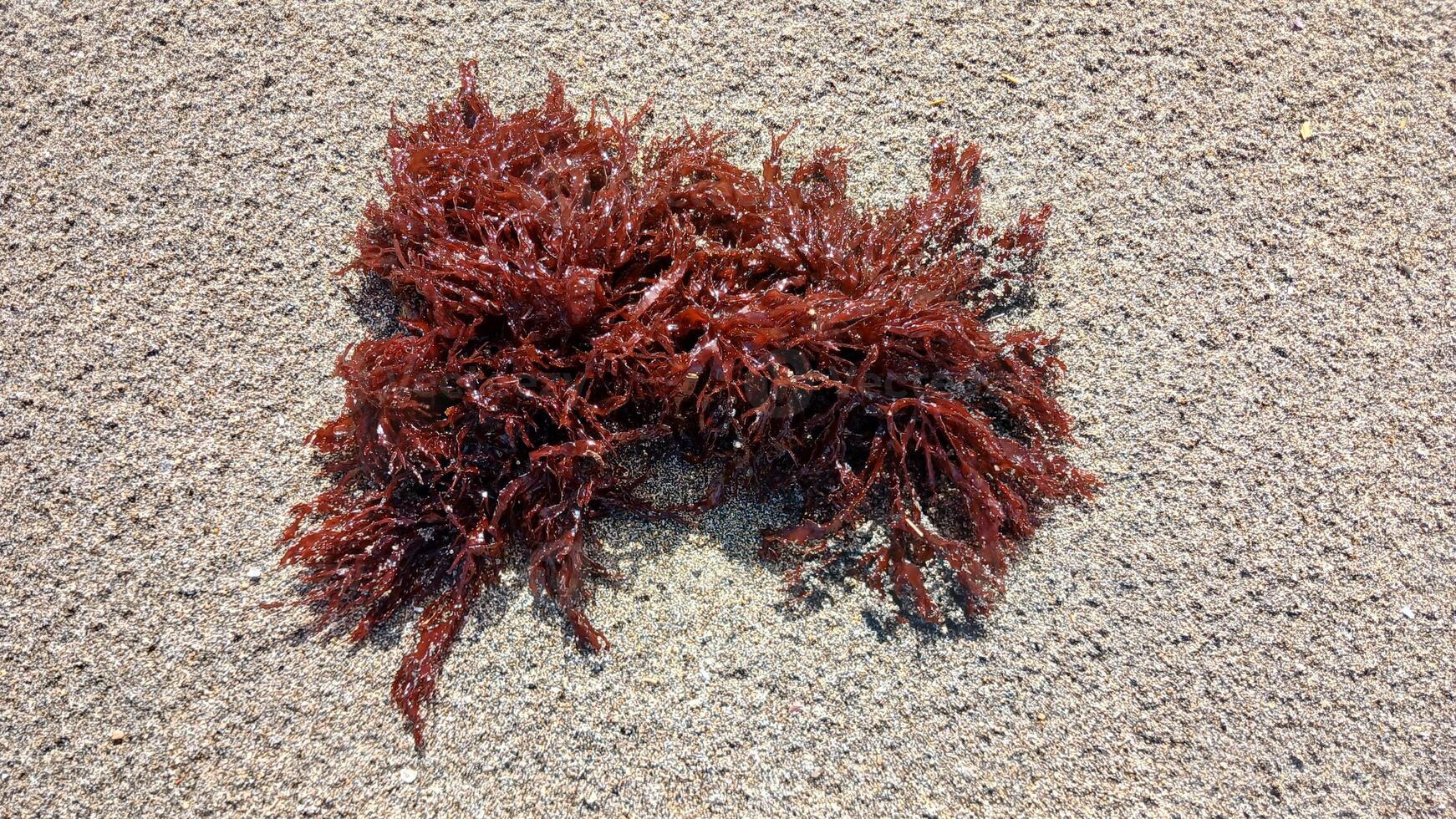 A red seaweed on the beach photo