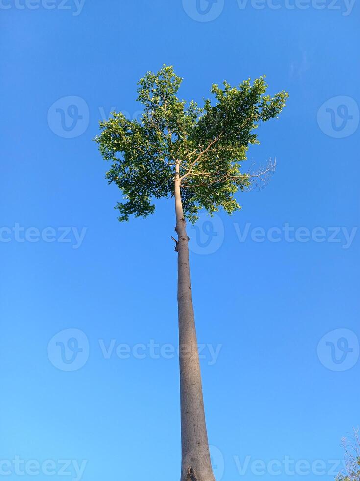 A tall tree with a blue sky in the background photo