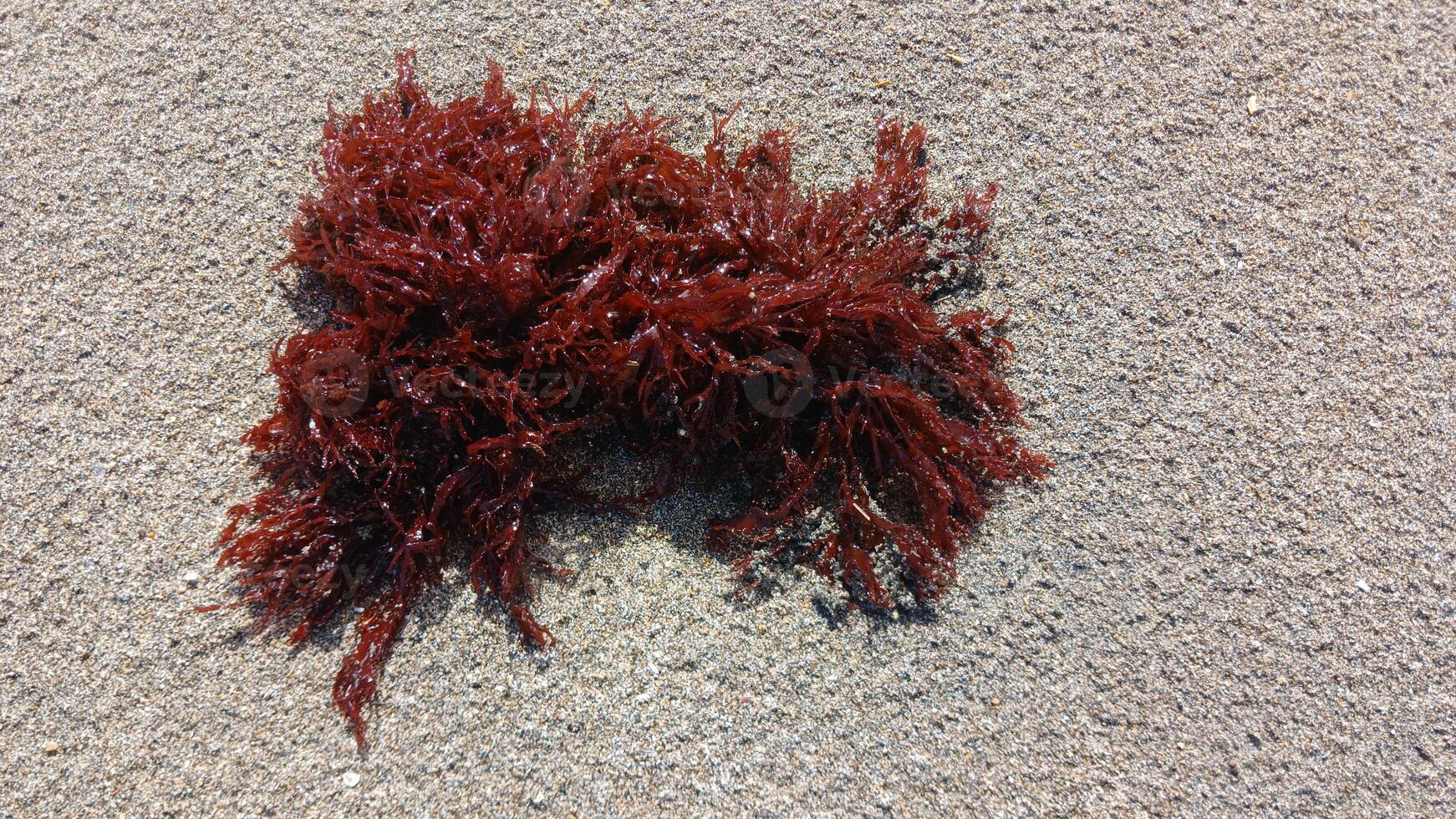 A red seaweed on the sand photo