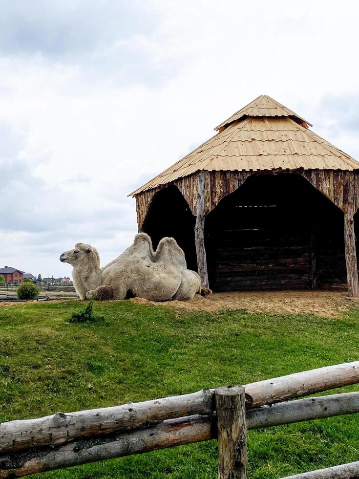 Vertical picture, a camel in a zoo with two humps photo