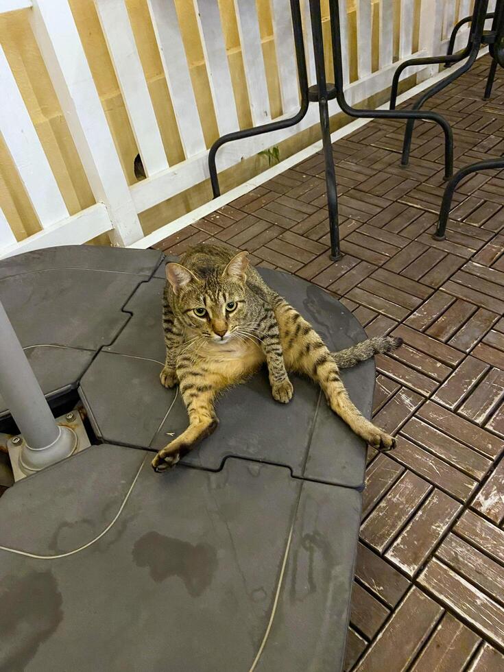 Vertical picture, a street cat sits and washes up outside photo
