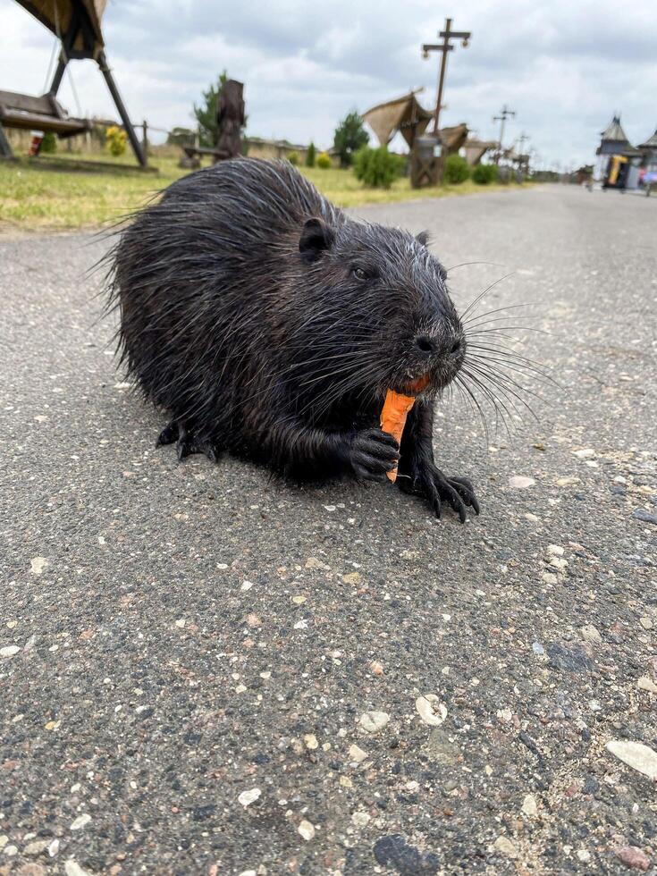 Vertical picture, black nutria chewing on carrots, nutria in nature, wet fur photo