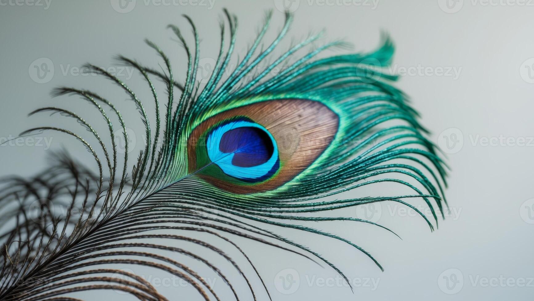 A close up of a peacock feather with a blue eyeA close up of a peacock feather with a blue eye. photo