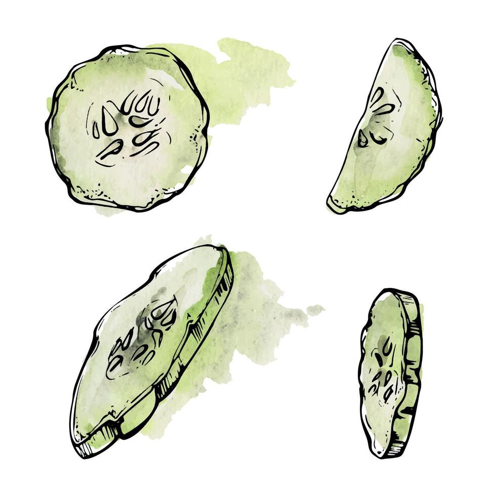 Green cucumber squash zucchini slice vegetable for salad vegan raw cooking, diet and healthy lifestyle. Illustration hand drawn in watercolor and ink for poster, recipe book, restaurant or cafe menu. vector