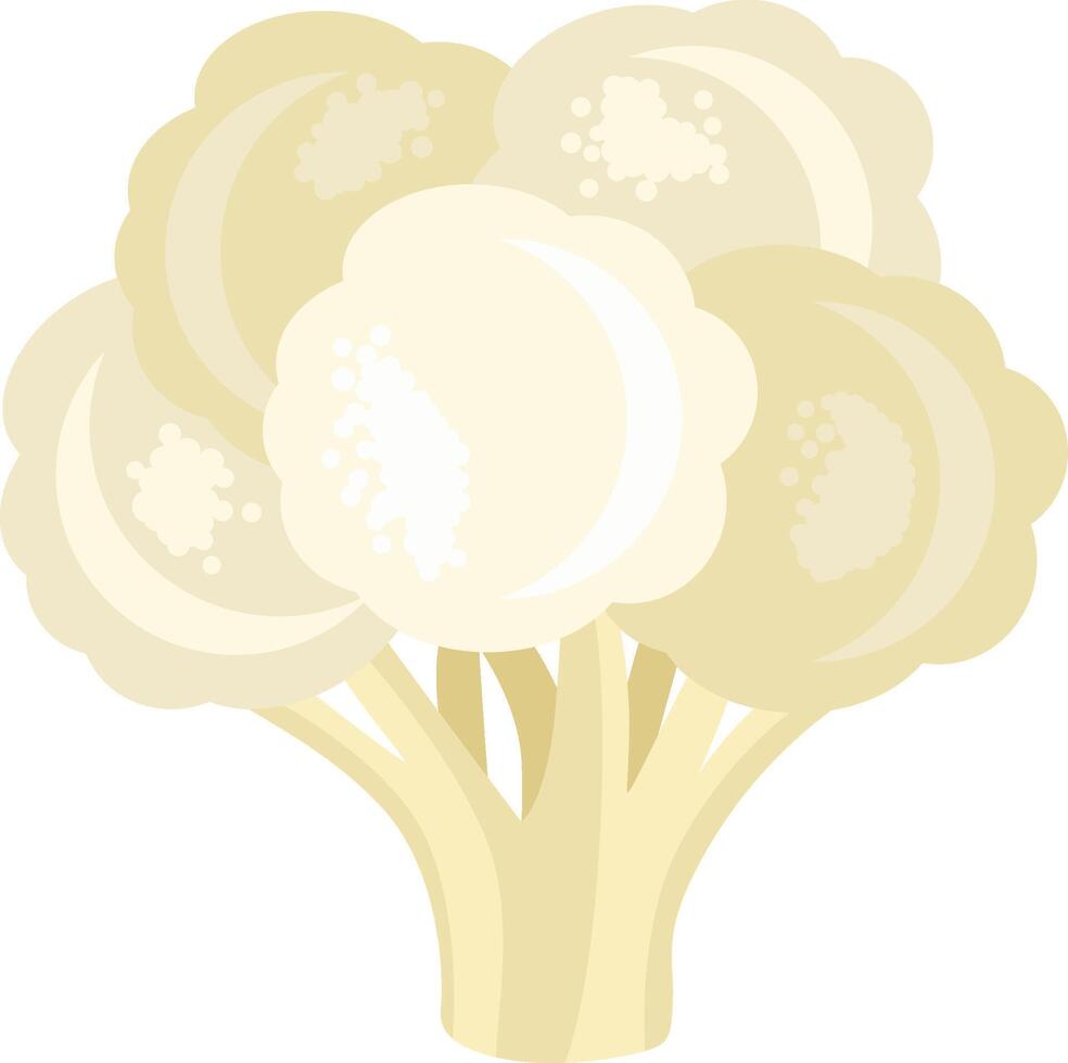 Fresh white cauliflower isolated on white vector