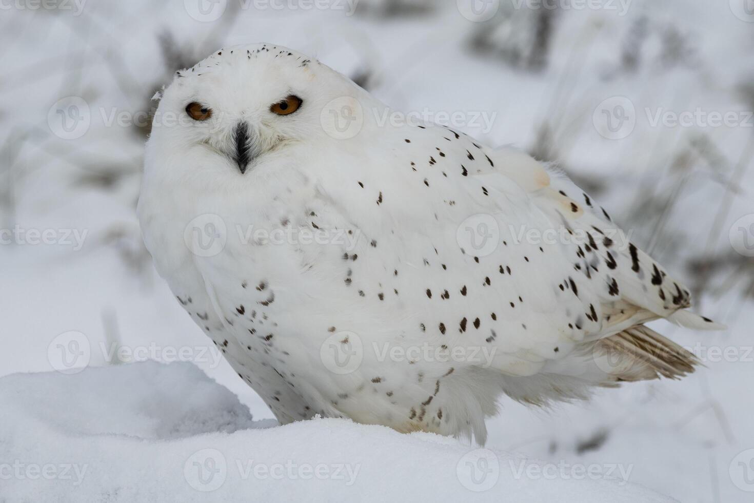 Snowy Owl exploring in a field photo