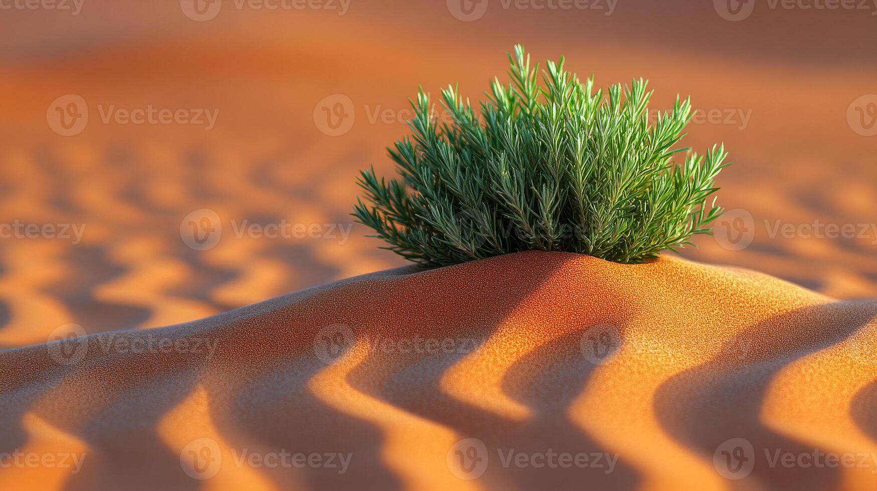 Shrub grows amid rolling desert sands. Green shrub thriving in the vast orange desert dunes under the warm sun during a clear day photo