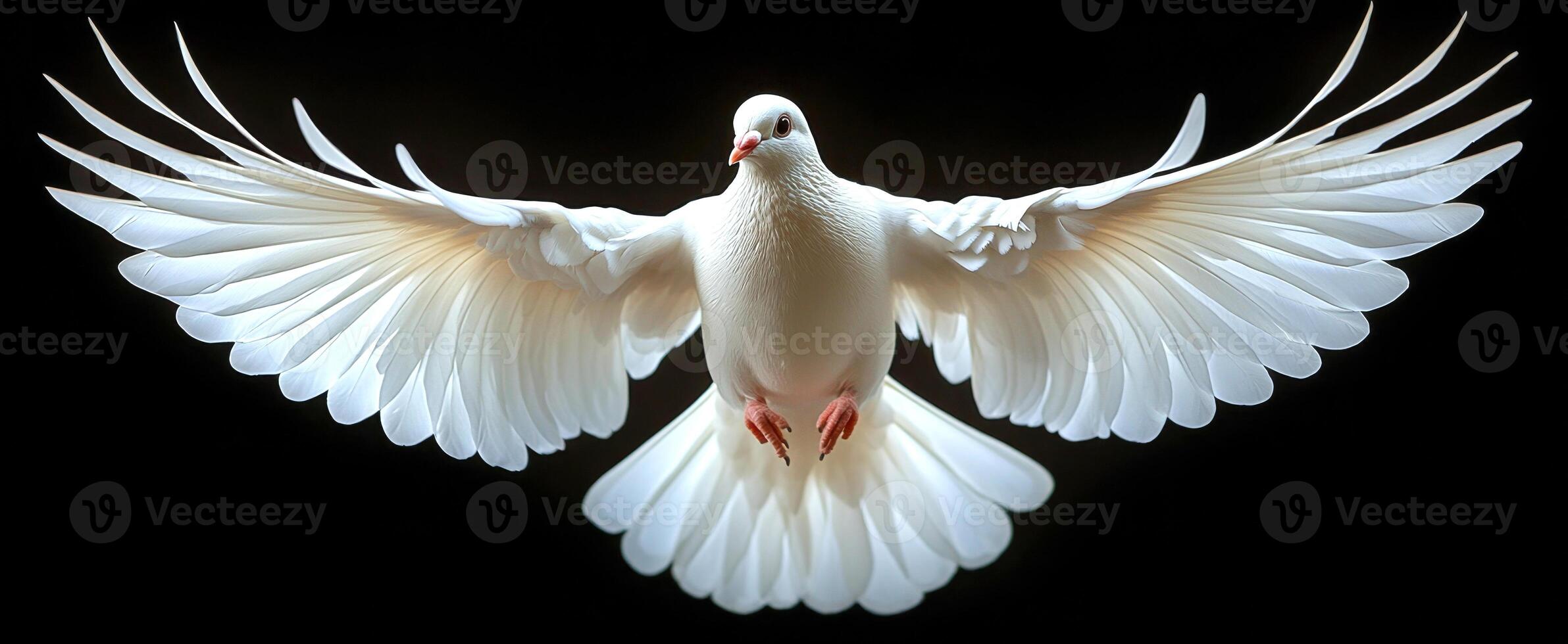 A white dove is flying in the air. The bird is the color white and has a black beak photo