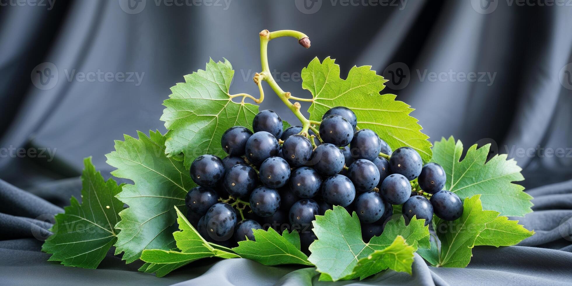 Freshly harvested black grapes with green leaves on a dark cloth backgroundFreshly harvested black grapes with green leaves on a dark cloth background. photo