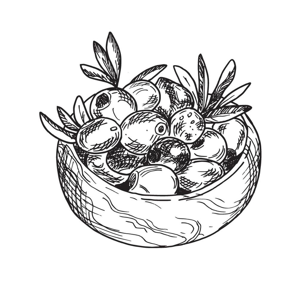 Olives and olive branches in wooden bowl from side view isolated on background. Hand drawn Ink Sketch, Botanical illustration in outline style. Can be used for menu, product package and food design vector