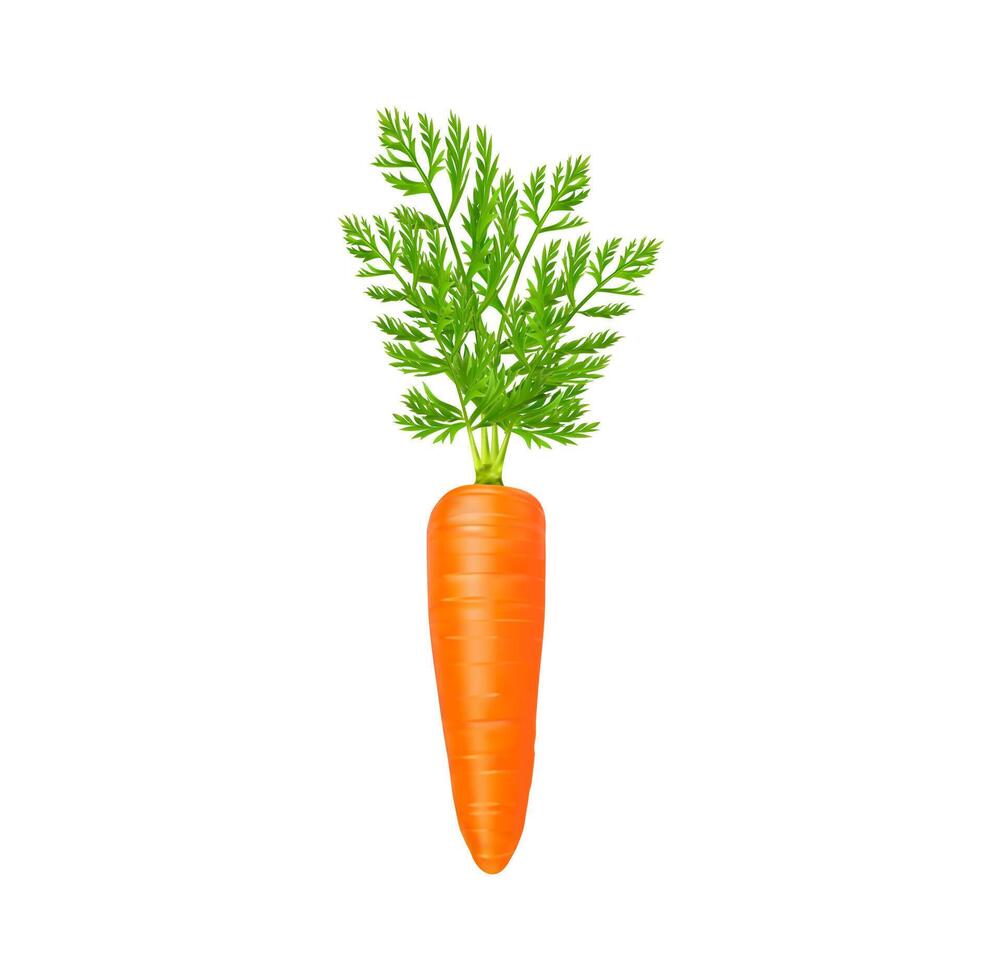 Carrot, realistic 3D raw whole vegetable, isolated vector