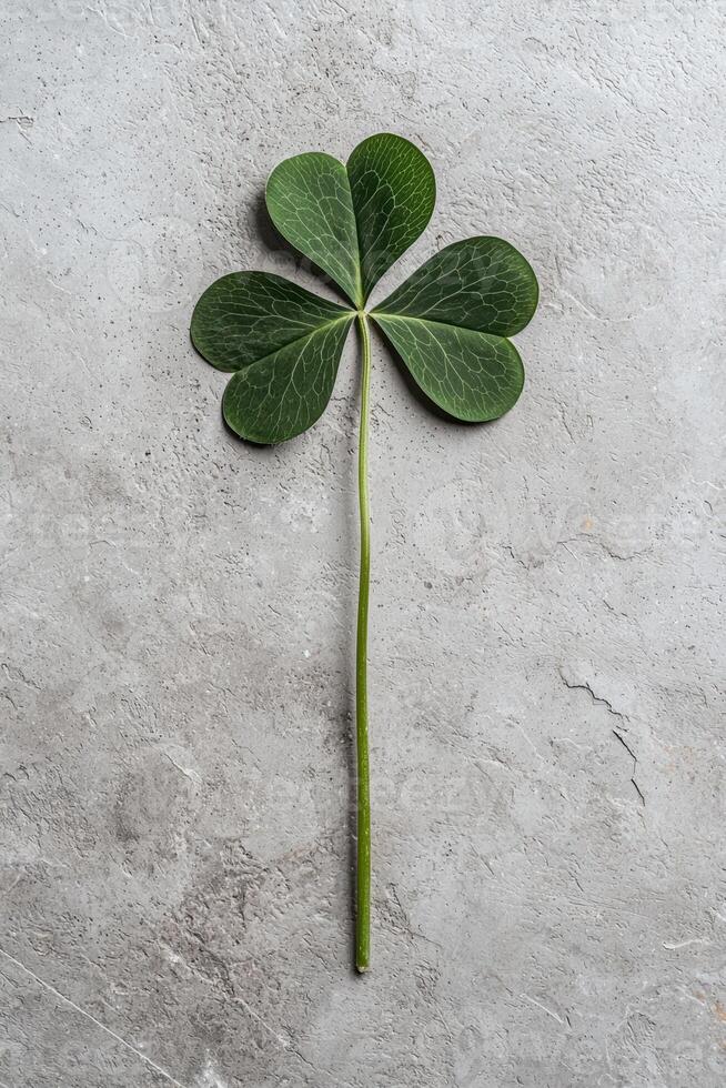 Close up of a three leaf clover on a gray background photo