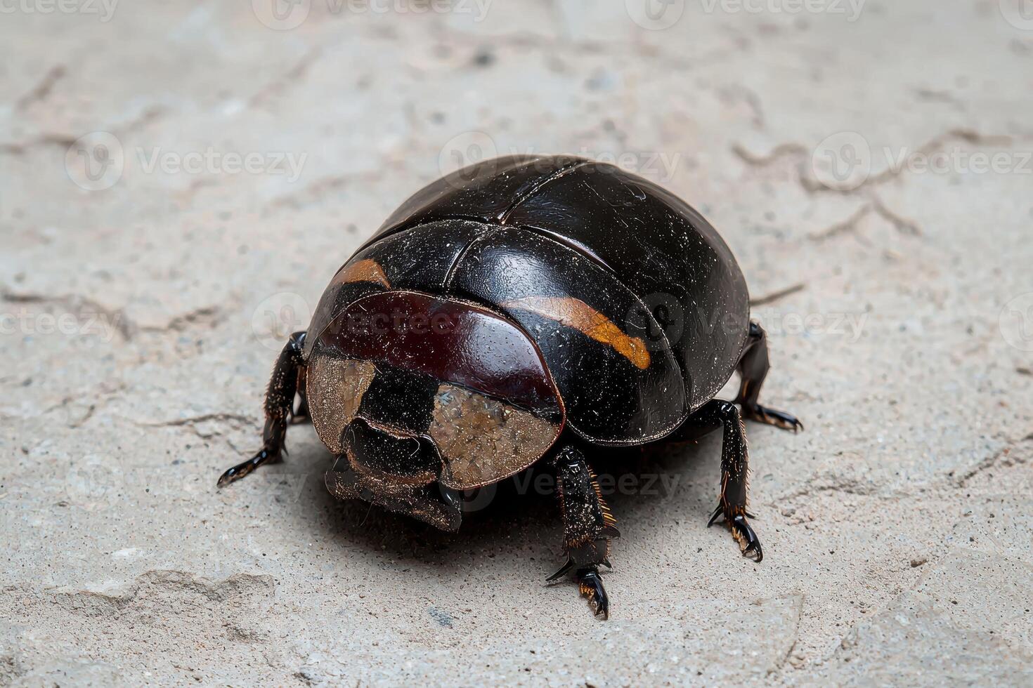 Closeup of a dark brown beetle with orange stripes on its shell photo