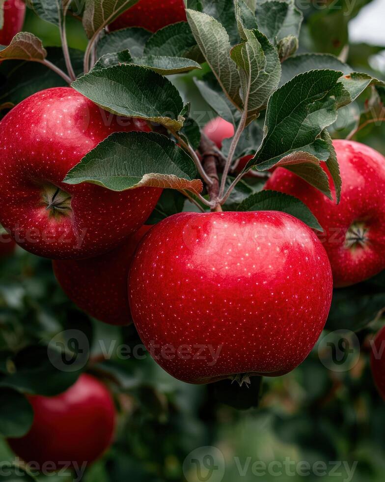 Close up of ripe red apples on a tree branch photo