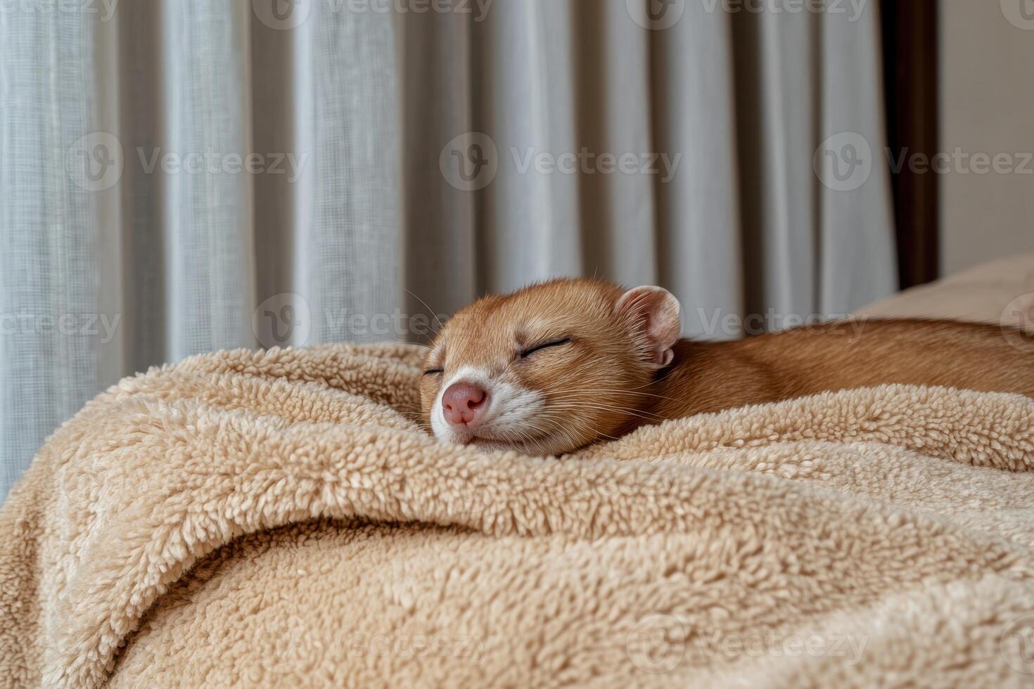 Adorable ferret sleeping peacefully on a fluffy blanket photo