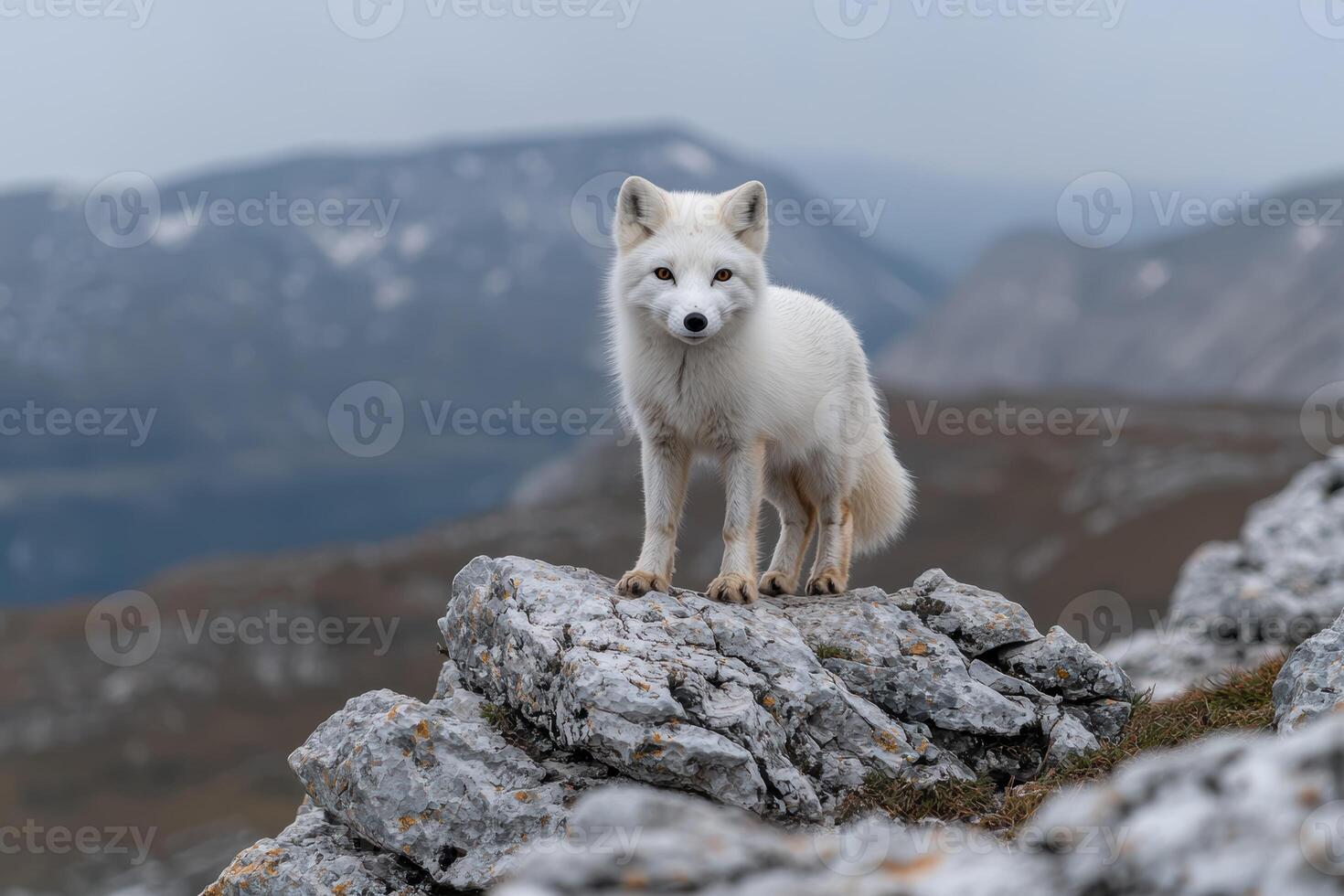 Arctic fox standing on a rock photo