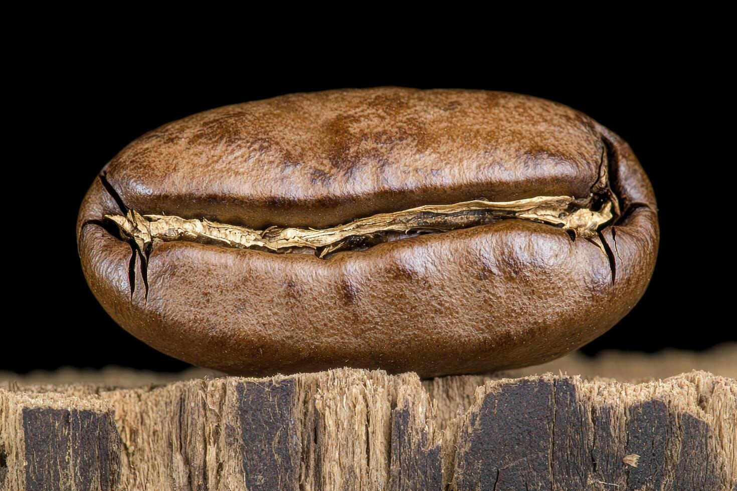Close up of a single roasted coffee bean on rustic wood photo