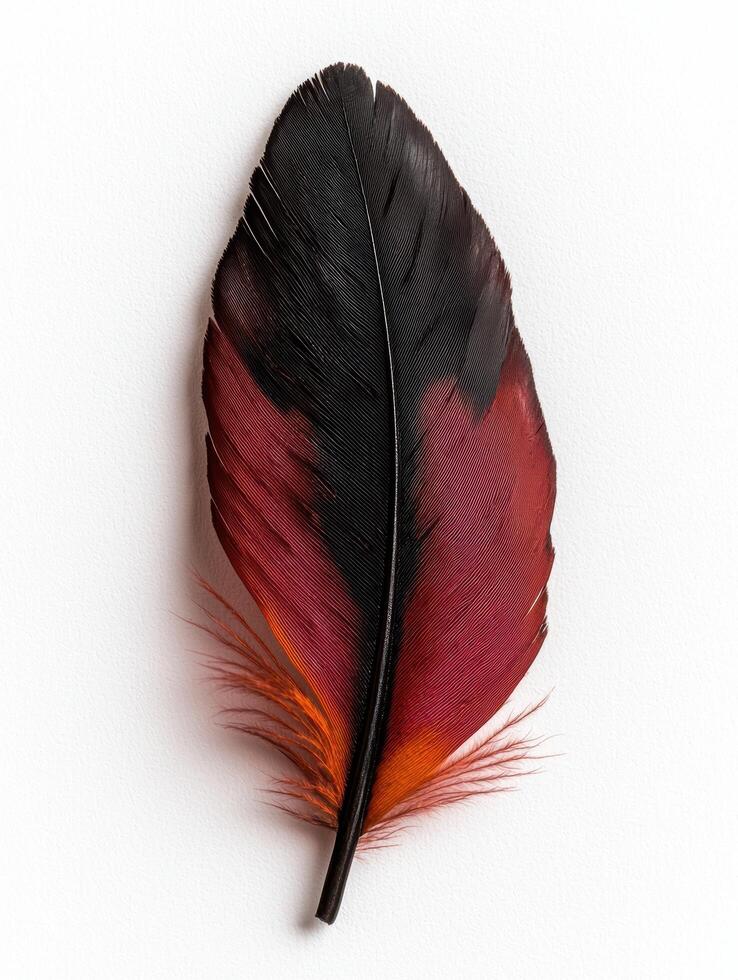 Close up of a single red and black bird feather on a white background photo