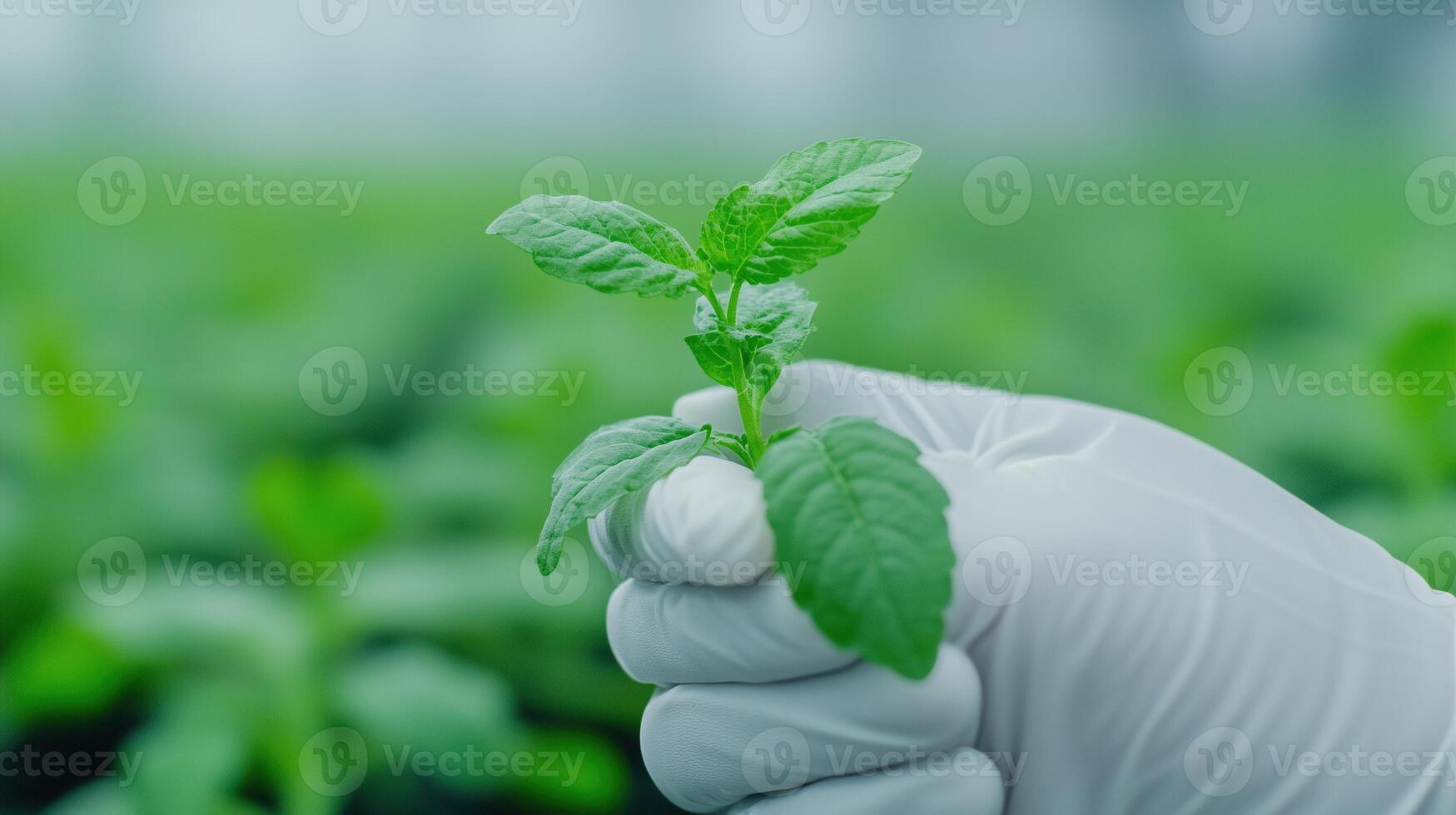 Biotechnology Agricultural Lab Crafting Genetically Modified Plants for Sustainable Development and Advanced Crop Solutions photo
