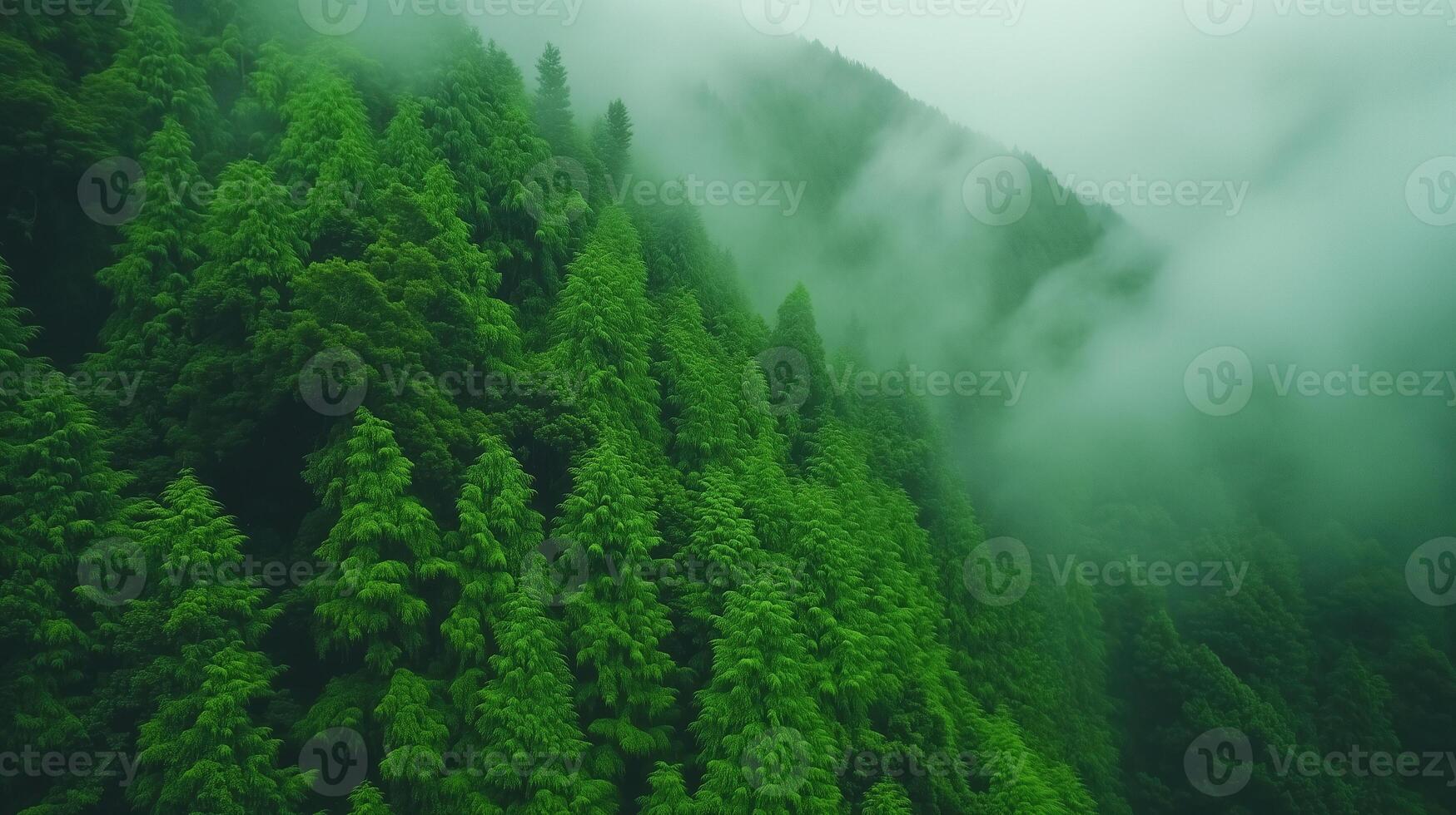 Magic Beauty of Green Forest Nature Trees Covered with Misty Fog in Lush Woodland Landscape Capturing the Enchanting Serenity of Dense Evergreen Foliage and Peaceful Atmosphere in Scenic View photo