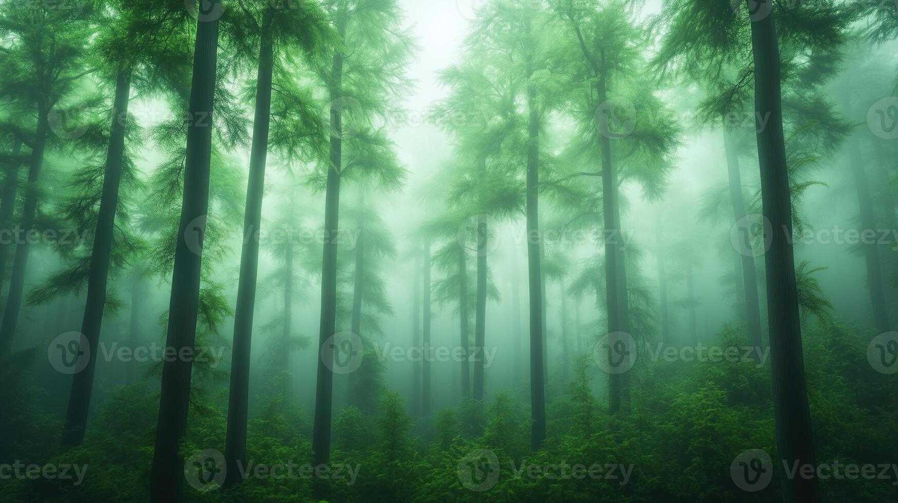 Mysterious Enchanted Foggy Forest With Tall Trees Creating a Mystical Atmosphere During Early Morning Misty Sunrise Journey Through Nature and Wildlife photo