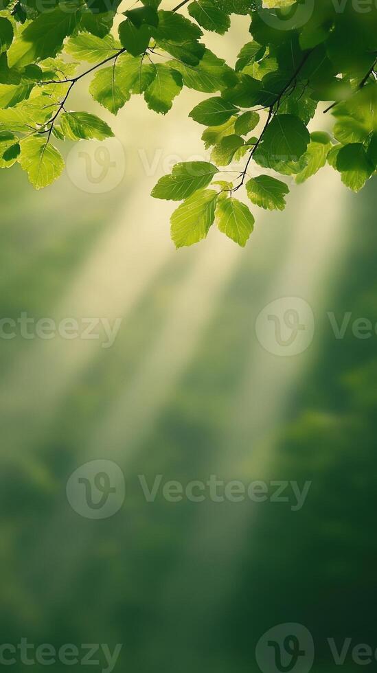Sun Rays Filtering Through Forest Trees in Lush Greenery, Highlighting Tranquil Natural Beauty and Serene Atmosphere, Perfect for Nature Lovers and Environmental Themes photo