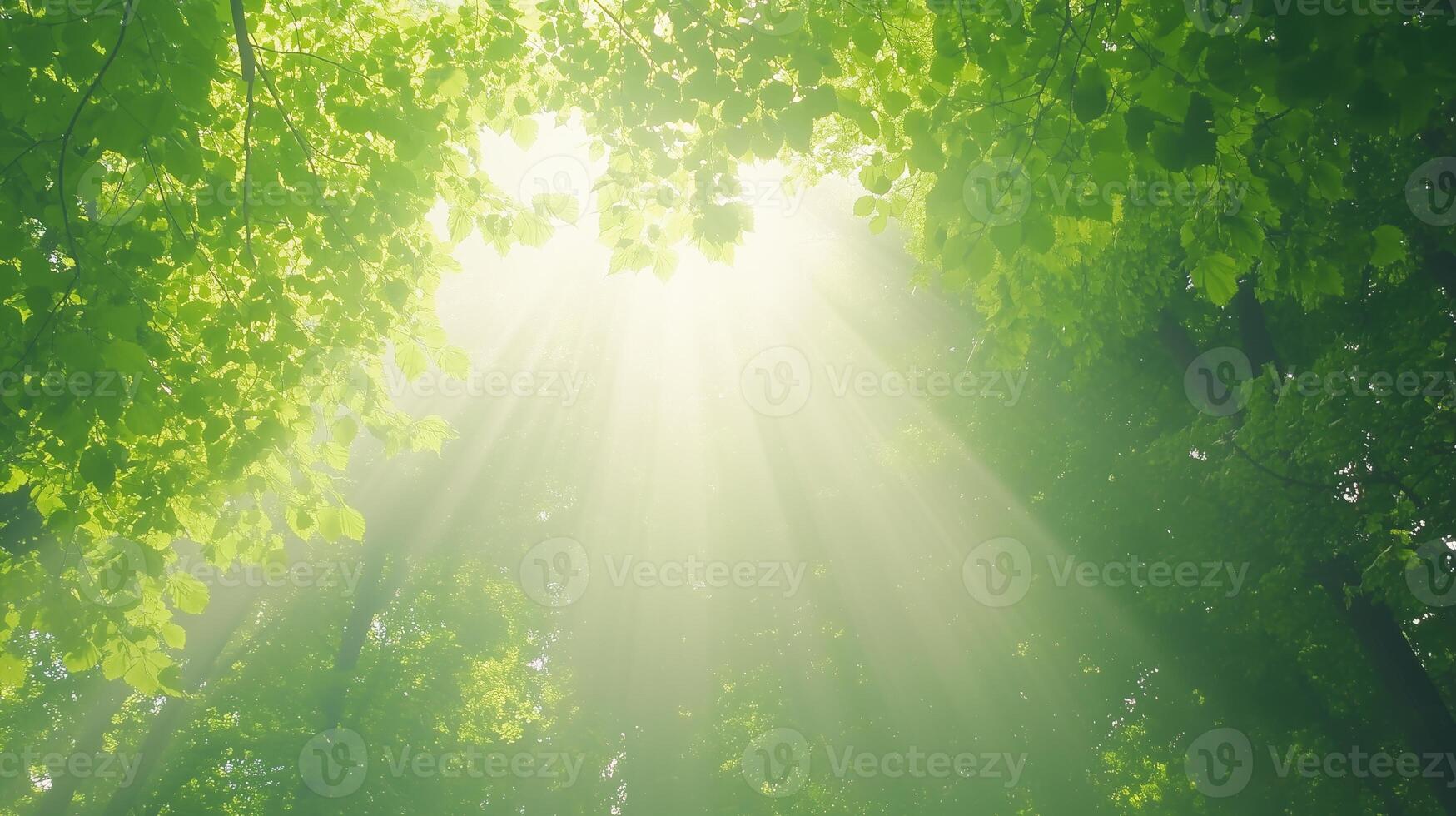 Sunlight Filtering Through Lush Green Forest Canopy from Below, Creating serene Atmosphere and Natural Beauty photo