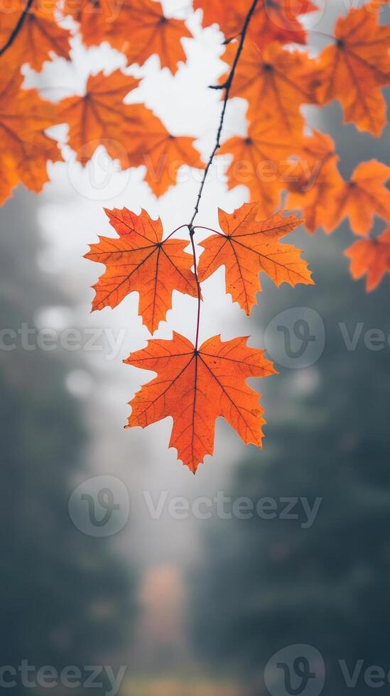 Autumn Leaves in Forest with Misty Atmosphere, Low Angle View Showcasing Vibrant Orange Maple Leaves Against Soft Blurred Background, Perfect for Nature and Seasons Themes in Photography photo