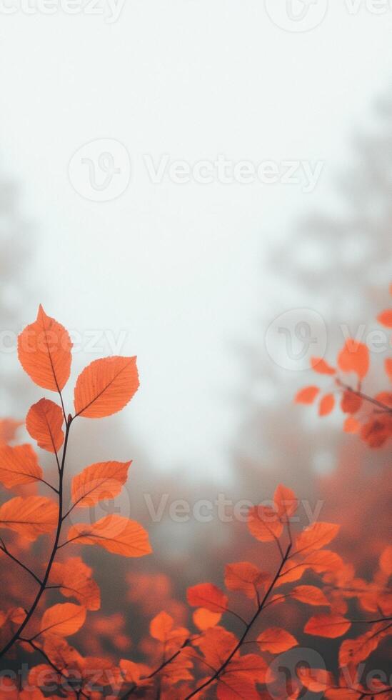 Low Angle View of Vibrant Autumn Leaves Against Misty Forest Background Highlighting Seasonal Change in Nature photo