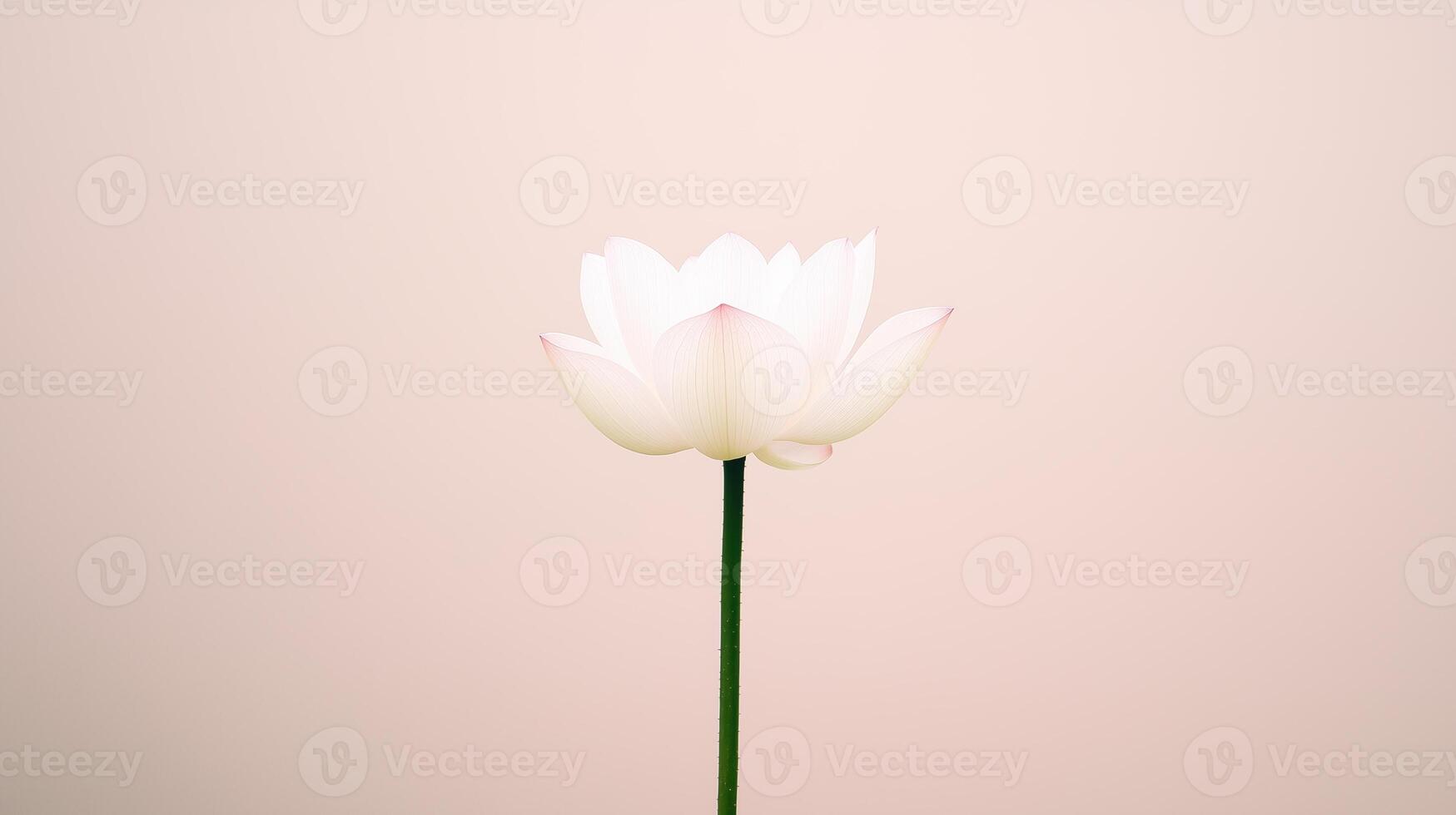 Time Lapse of Lotus Flower Blossoming Against Alpha Channel Background Highlighting Natural Beauty and Growth Process in Minimalist Style with White Petals on Long Stem Ideal for Nature Lovers photo