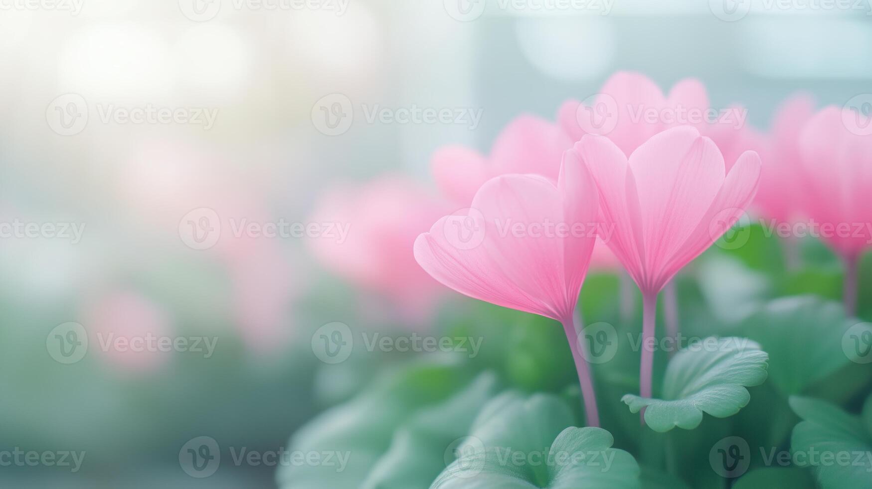 Delicate Cyclamen Persicum in Soft Pink Hues with Gentle Bokeh Background Highlighting Petal Details and Vibrant Green Foliage photo