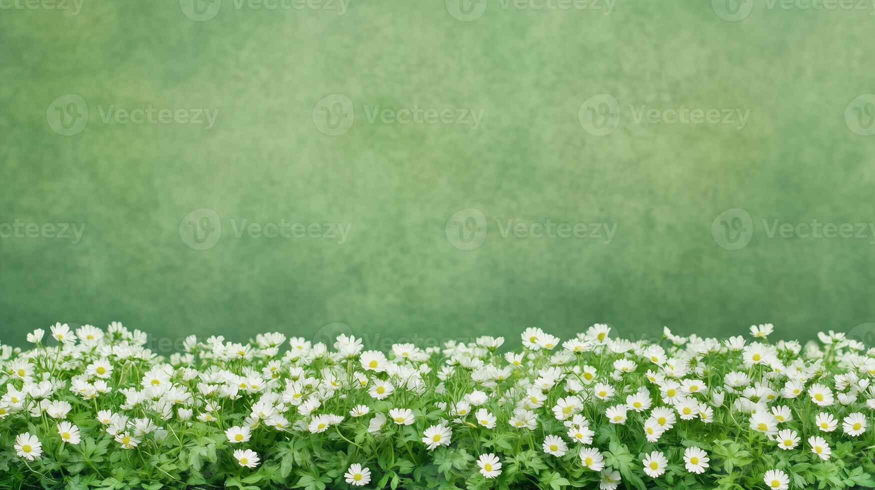 Lush Field of White Chamomile Flowers in Full Bloom Against a Verdant Backdrop with Vibrant Green Background and Copy Space for Nature-Themed Designs and Relaxing Print Applications photo