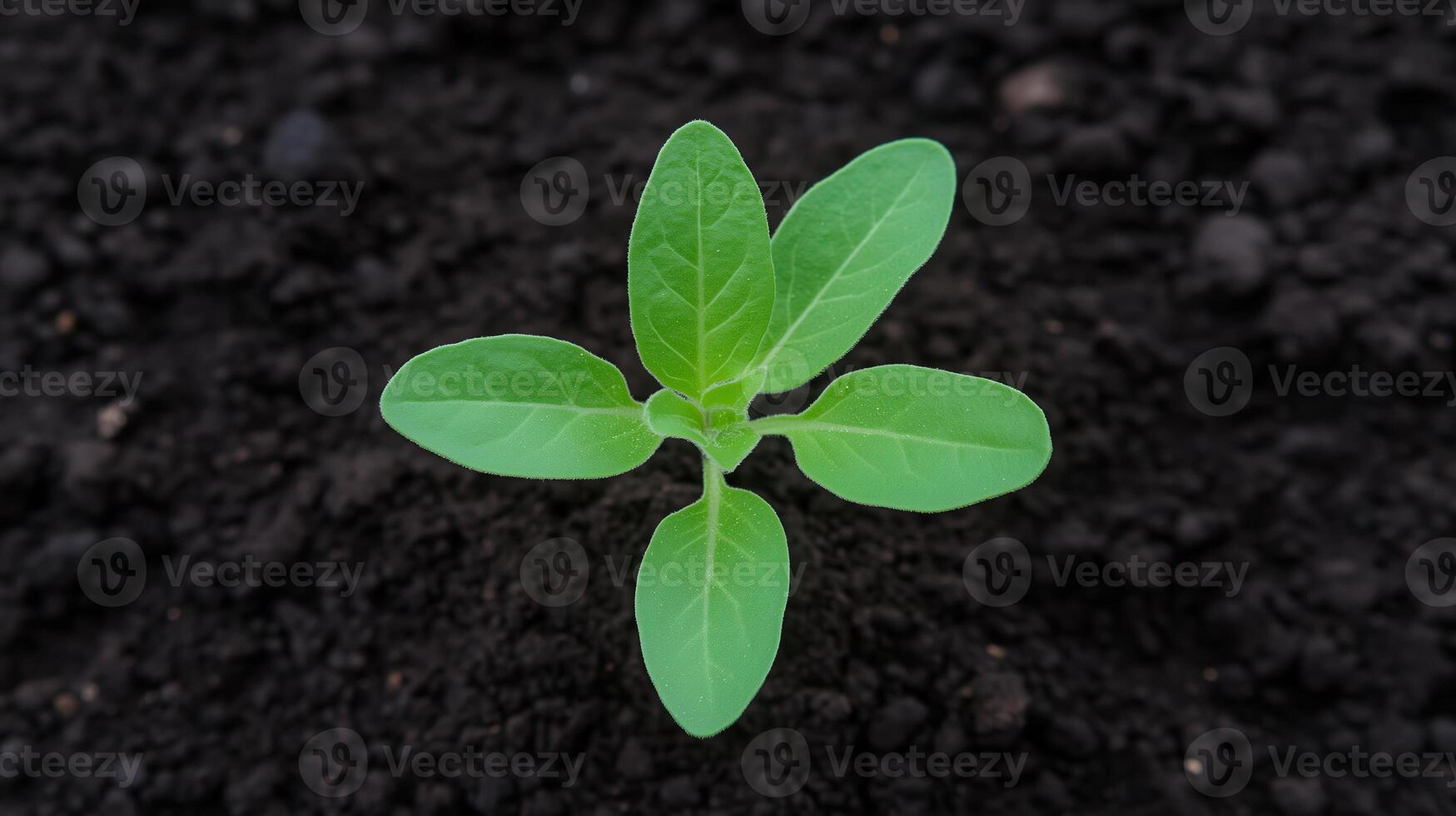 Growing Young Plant With Fresh Green Leaves Emerging From Rich Dark Soil Depicting Natural Growth Concepts In Nature And Renewal, Focused On Organic Farming And Sustainability Awareness photo