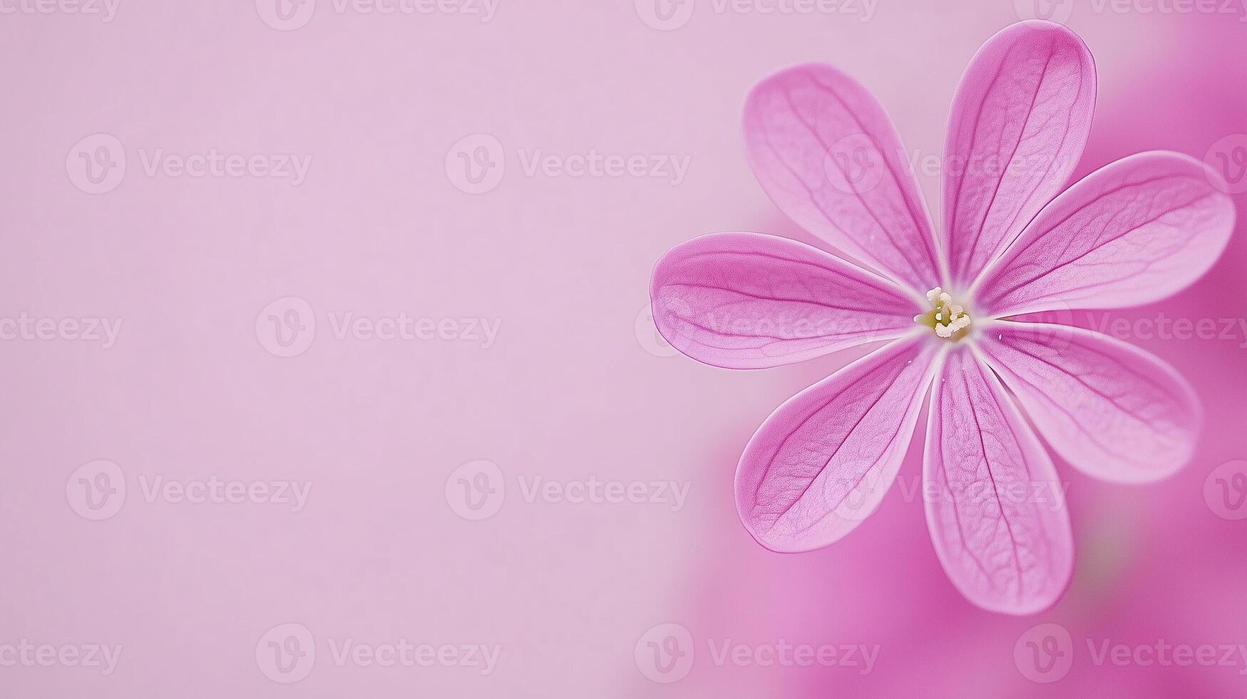 Pink Lilac Flower Closeup in Soft Focus on Light Pink Background, Detailed Petals in Macro Photography, Elegant Botanical Design, Pastel Aesthetic, Suitable for Spring and Summer Themes photo