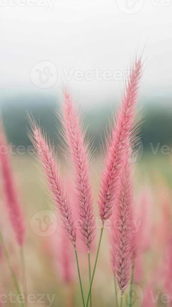 Pink Wheat Plants in Windy Field on Cloudy Day with Soft Focus and Subtle Background for Nature and Agriculture Concepts photo