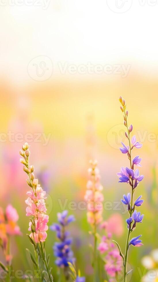 Wildflowers in pink and purple shades blooming in a sunlit meadow with a golden blurred background. Close-up shot with copy space. Springtime and nature concept greeting card, wallpaper, and poster. photo