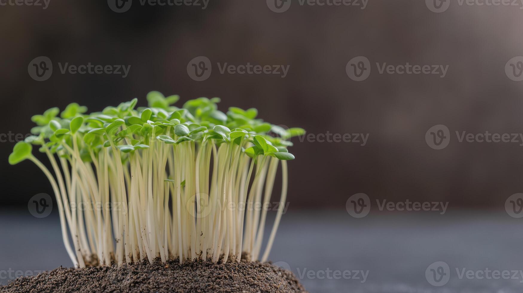 Timelapse of Sprouts Emerging from Soil in Dynamic Growth Setting Highlighting Green Leaves and Freshness of Springtime Nature in Soft Focus for Agricultural and Environmental Concepts photo