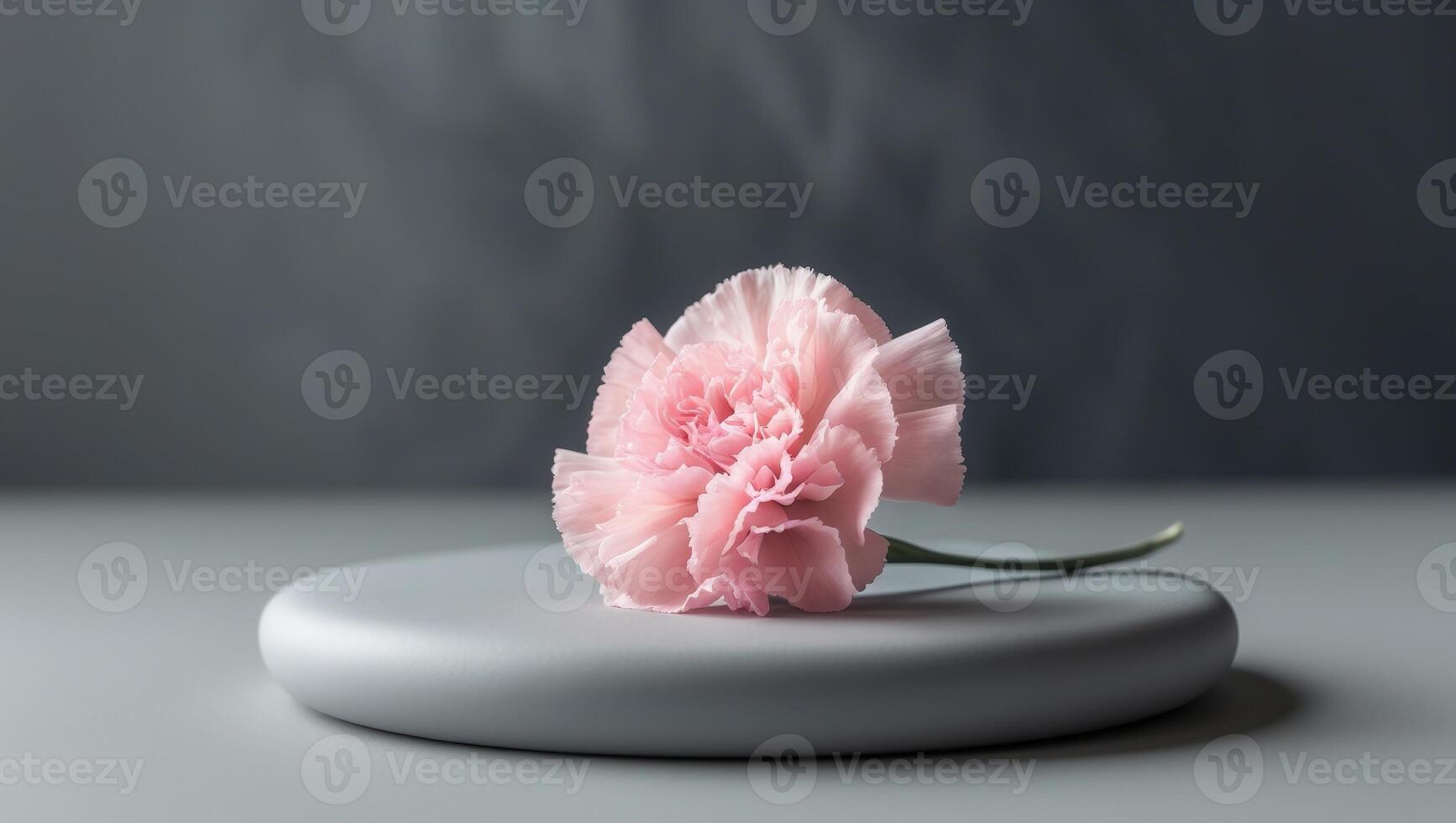 Delicate Pink Carnation Flower on a Gray Surface with Dark BackgroundDelicate Pink Carnation Flower on a Gray Surface with Dark Background. photo