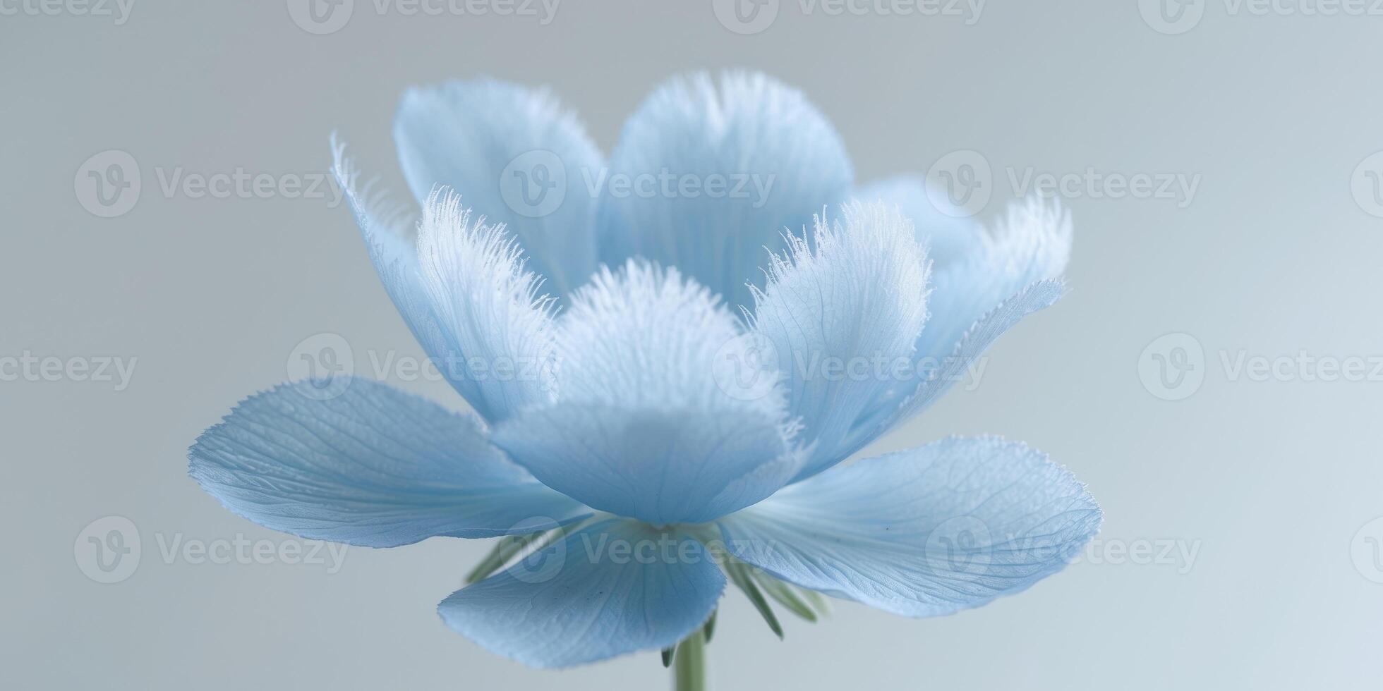 Closeup Pastel Blue Flower Petals Soft Bloom MacroCloseup Pastel Blue Flower Petals Soft Bloom Macro. photo