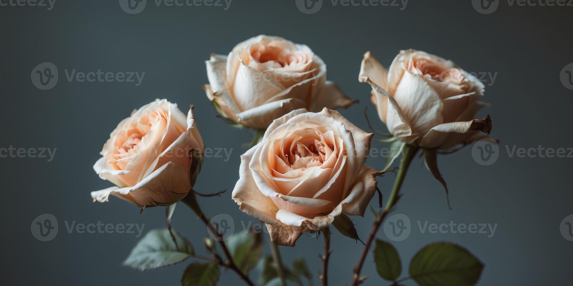 Closeup of Four Wilting Peach Roses Dark Background photo