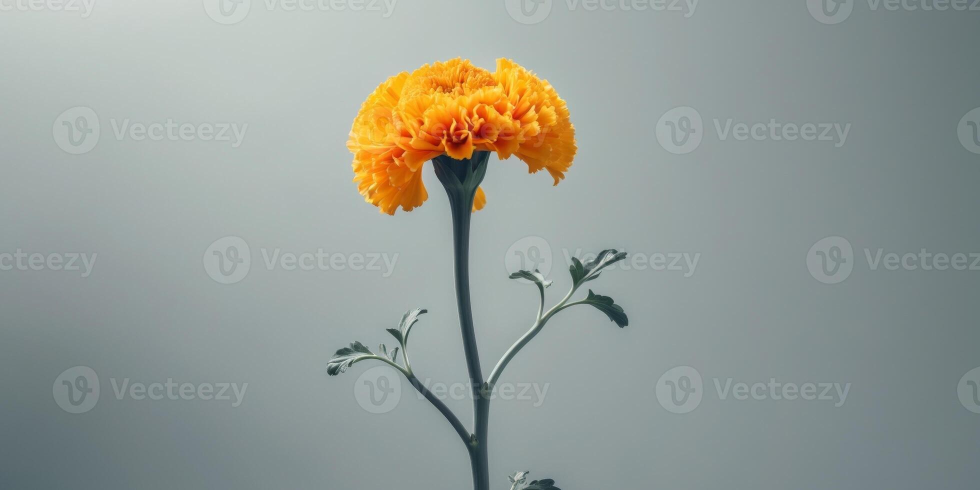 A vibrant marigold in deep yellow on a soft grey background photo