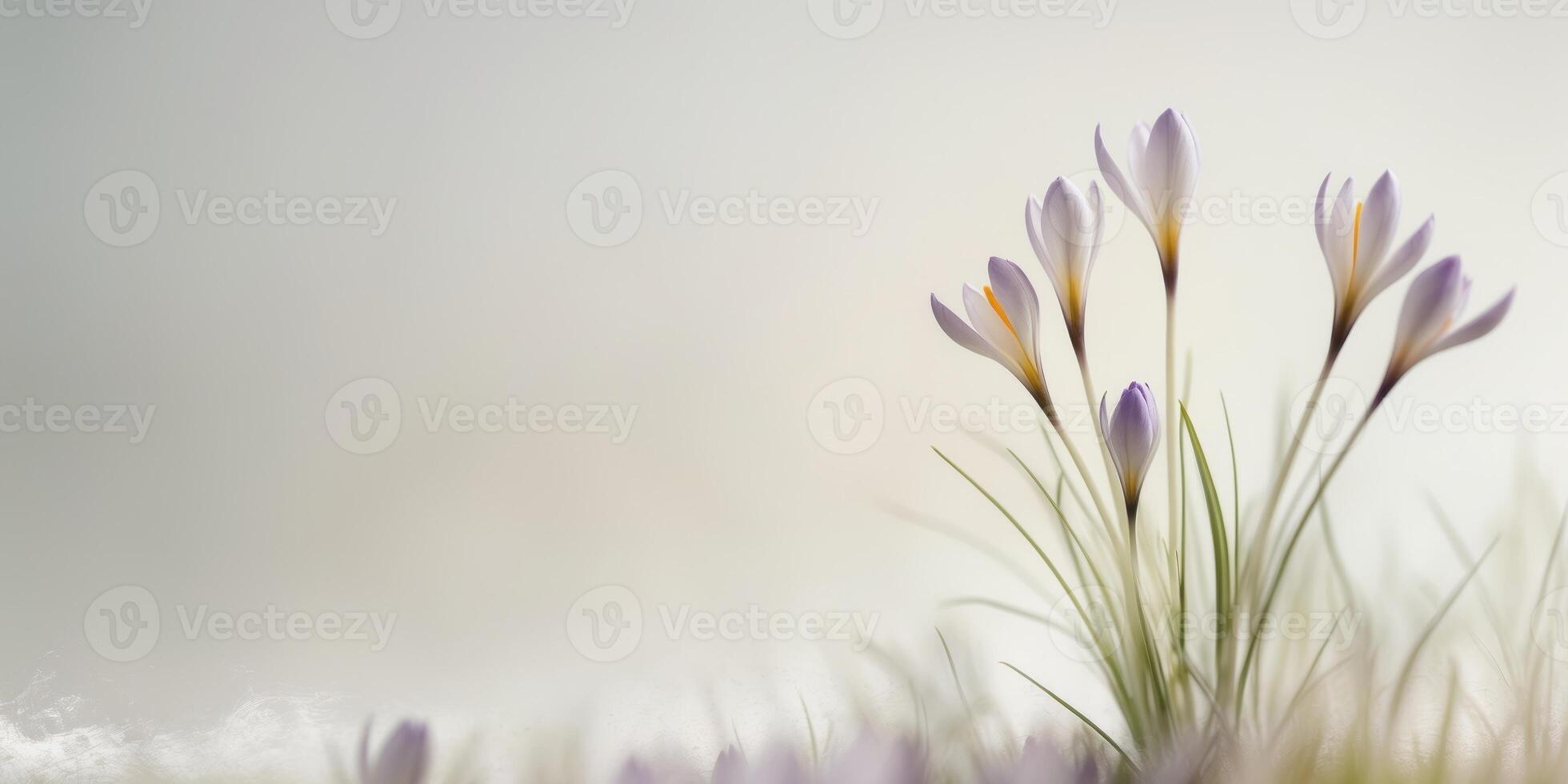 Floral Spring Crocus Bottom Border with Ample Text SpaceFloral Spring Crocus Bottom Border with Ample Text Space. photo