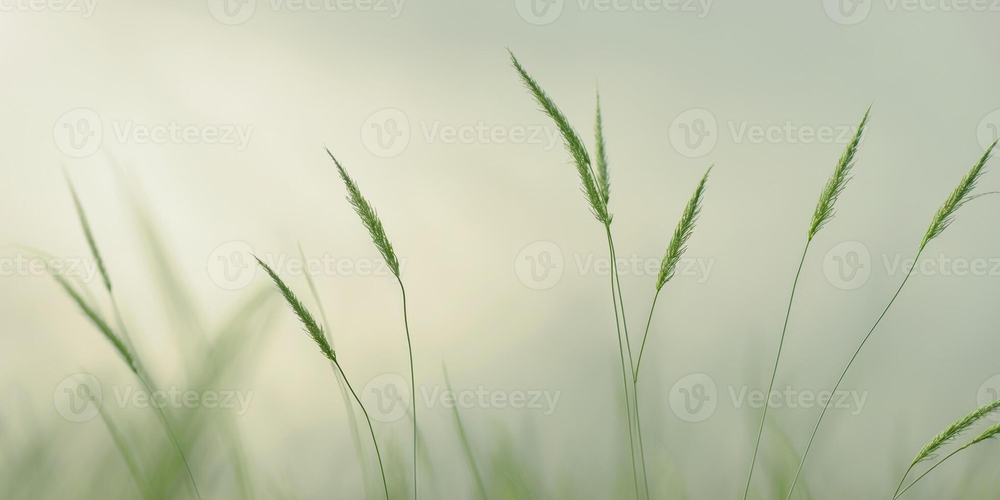 Green Grass Stalks Sway Gently in BreezeGreen Grass Stalks Sway Gently in Breeze. photo