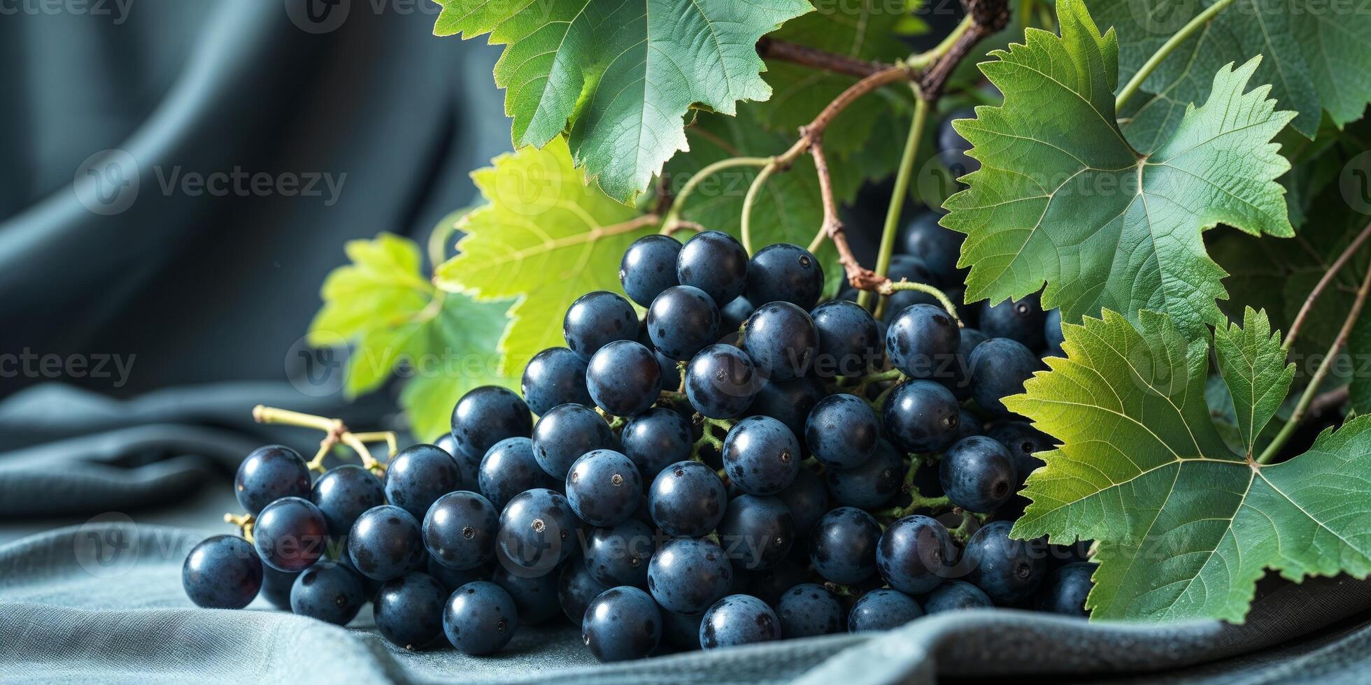 Freshly harvested black grapes with green leaves on a dark cloth background photo