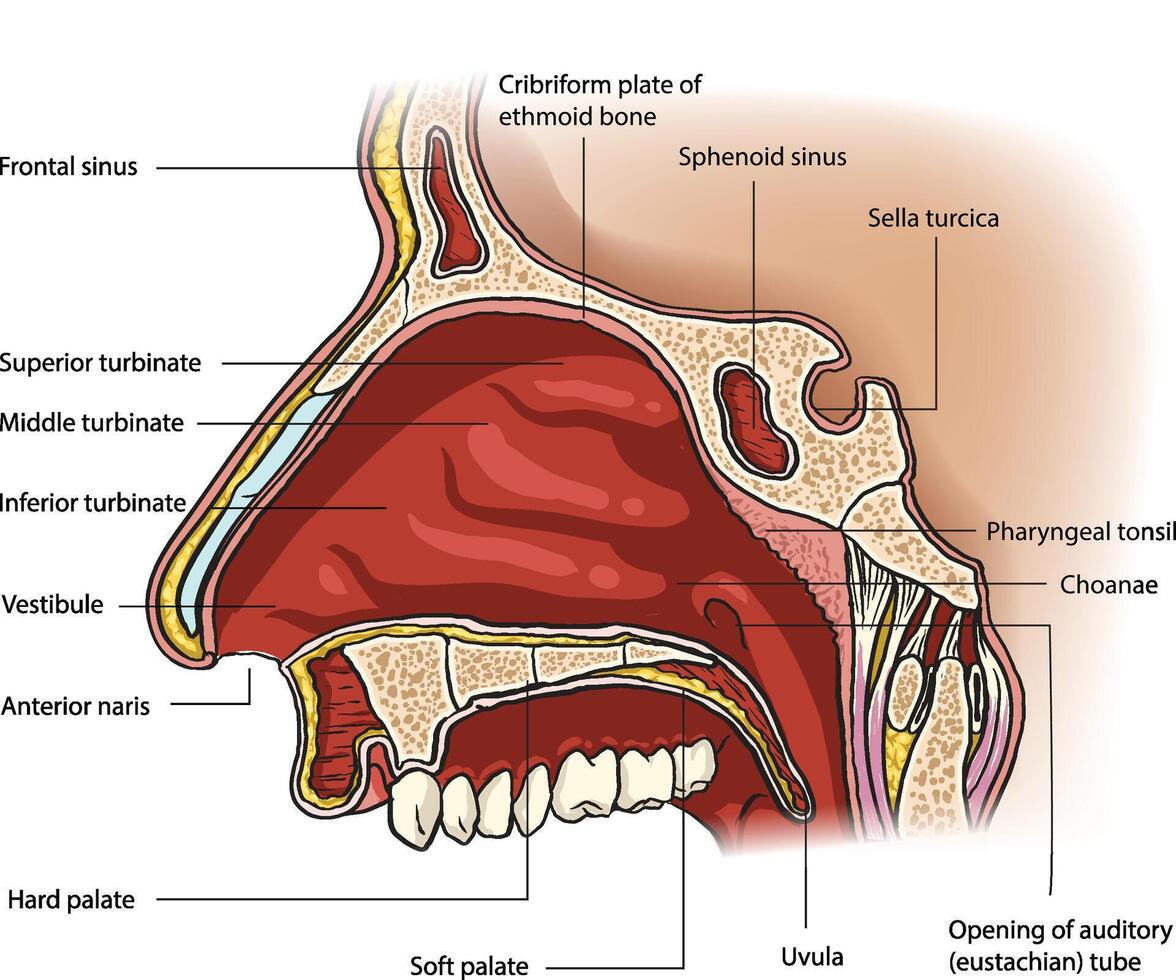Illustration of nasal cavity diagram vector