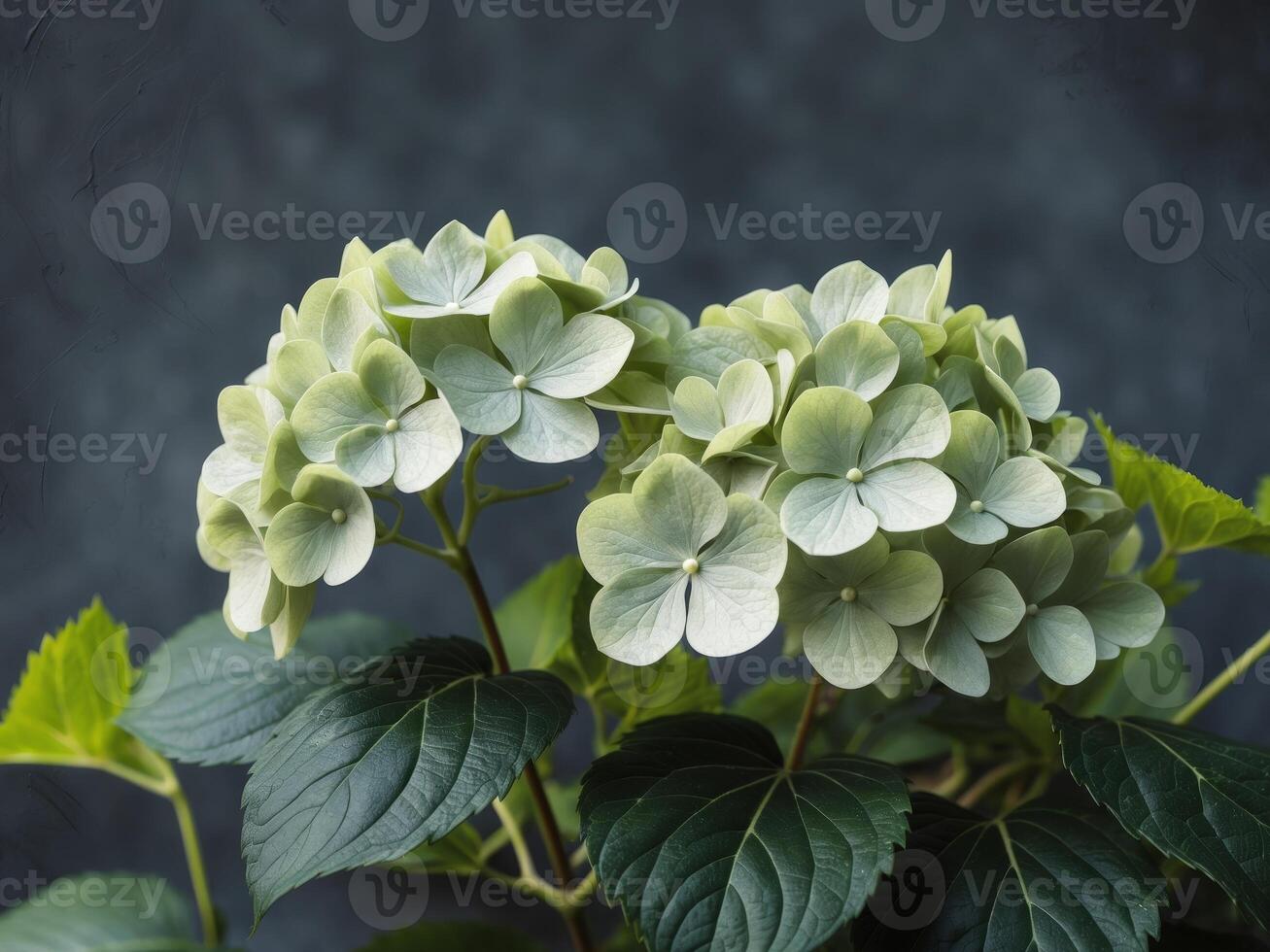 Delicate Hydrangea Flowers on Dark Slate Background with Green Leaves photo